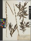 Foto von Salix purpurea L.